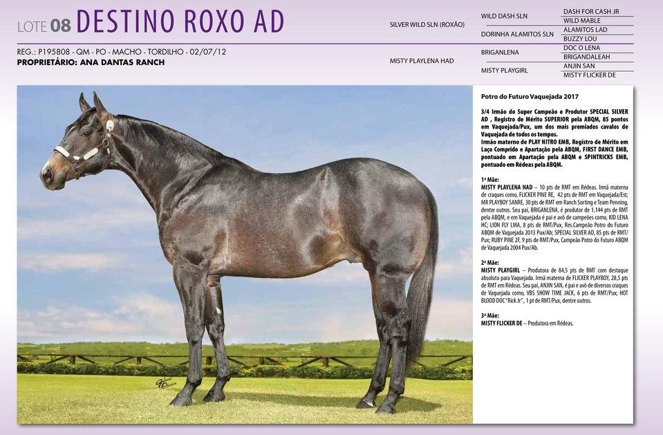 JR WILD MABLE ALAMITOS LAD BUZZY LOU DOC O LENA BRIGANDALEAH ANJIN SAN MISTY FLICKER DE Potro do Futuro Vaquejada 2017 3/4 Irmão do Super Campeão e Produtor SPECIAL SILVER AD, Registro de Mérito