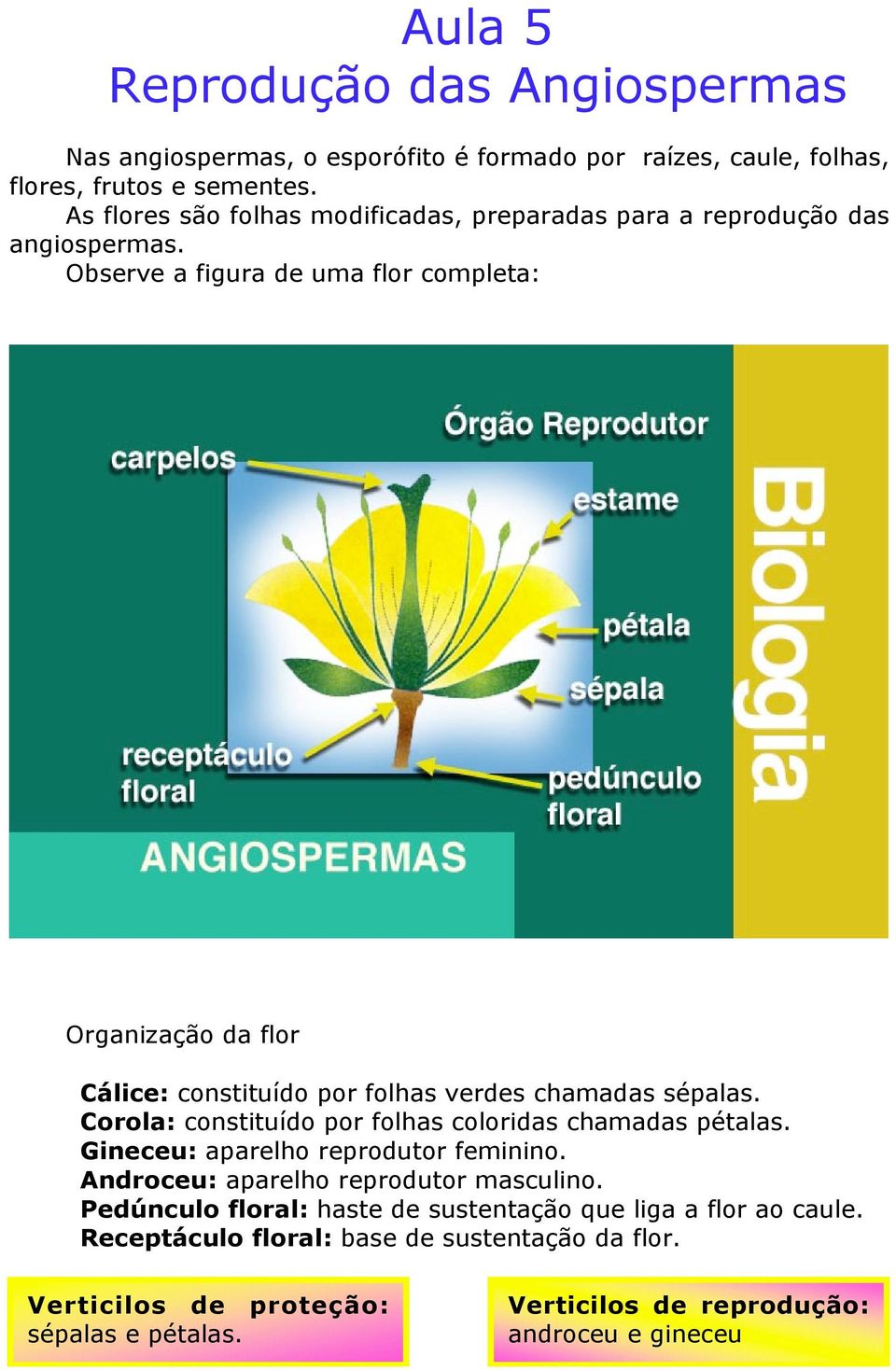 Observe a figura de uma flor completa: Organização da flor Cálice: constituído por folhas verdes chamadas sépalas.