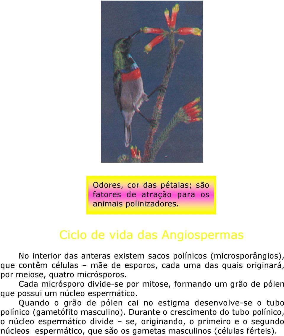 originará, por meiose, quatro micrósporos. Cada micrósporo divide-se por mitose, formando um grão de pólen que possui um núcleo espermático.