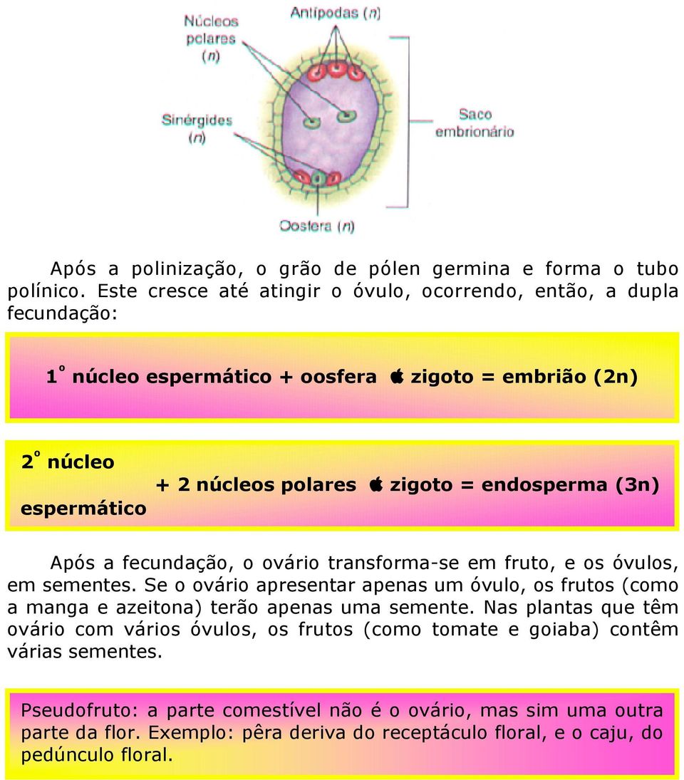 apple zigoto = endosperma (3n) Após a fecundação, o ovário transforma-se em fruto, e os óvulos, em sementes.