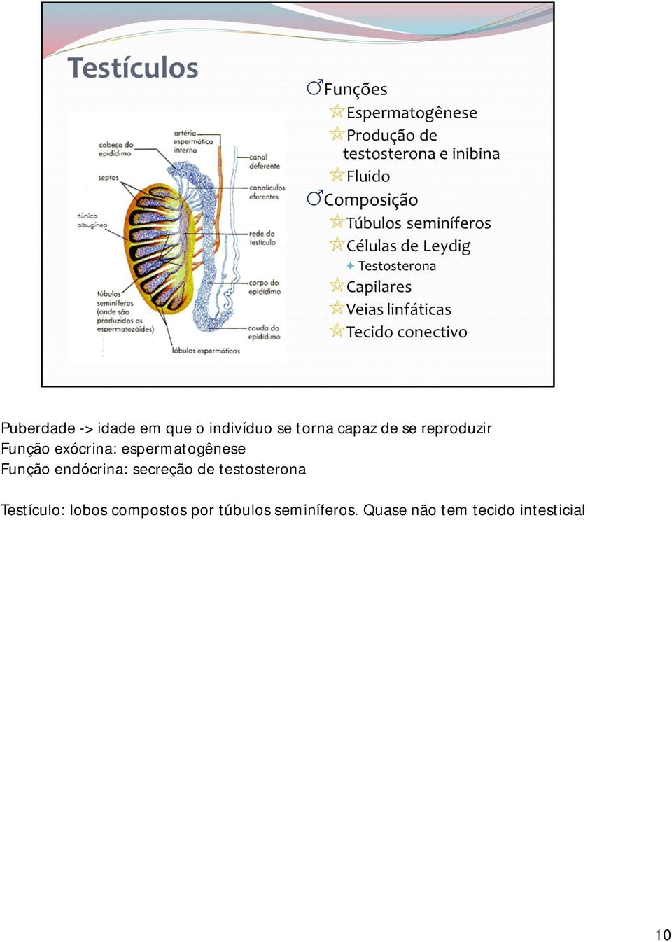 endócrina: secreção de testosterona Testículo: lobos