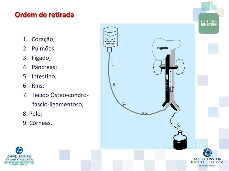 Tecido Ósteo-condrofáscio-ligamentoso; 8.