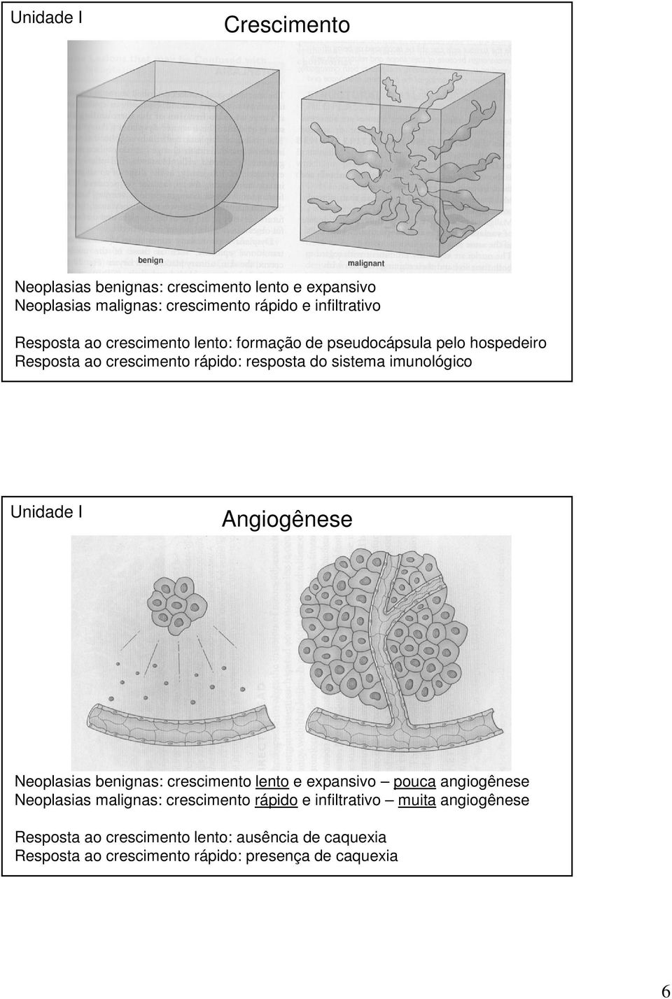 Angiogênese Neoplasias benignas: crescimento lento e expansivo pouca angiogênese Neoplasias malignas: crescimento rápido e