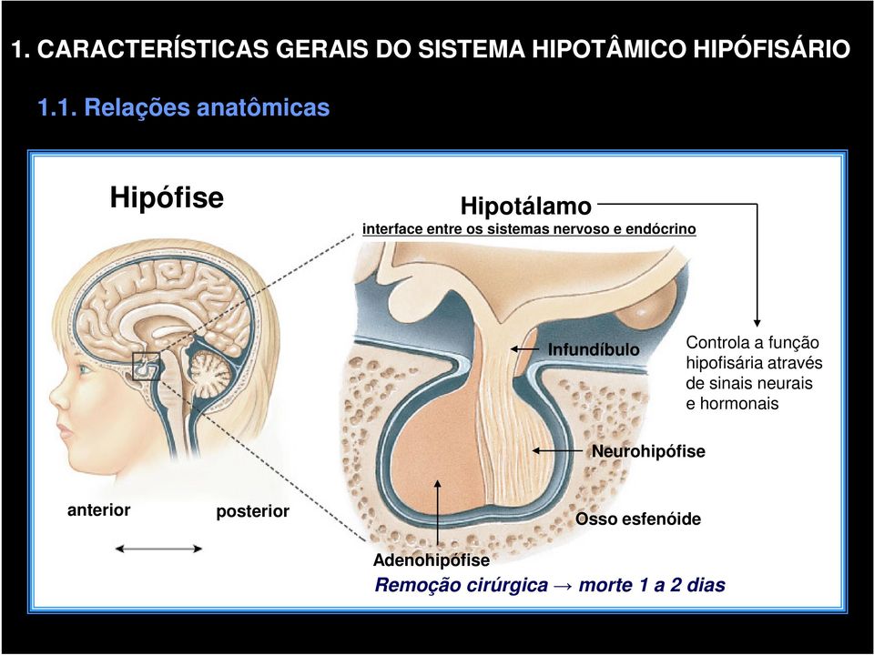 Infundíbulo Controla a função hipofisária através de sinais neurais e hormonais