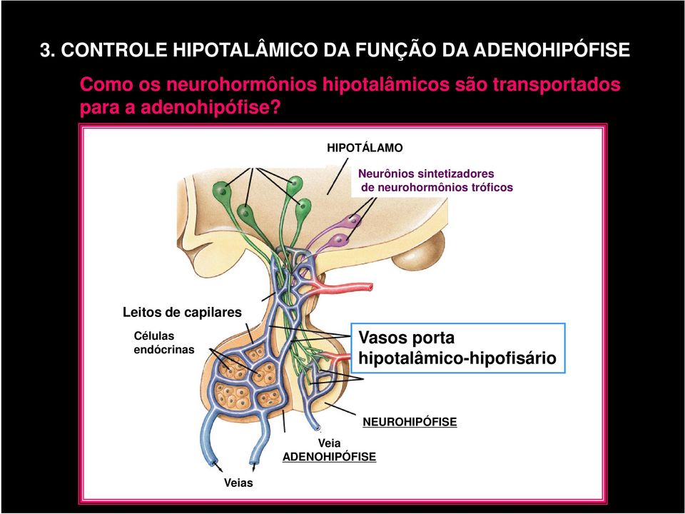 HIPOTÁLAMO Neurônios sintetizadores de neurohormônios tróficos Leitos de