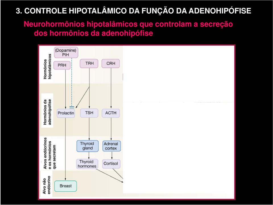 hormônios da adenohipófise Alvo não endócrino Alvos endócrinos