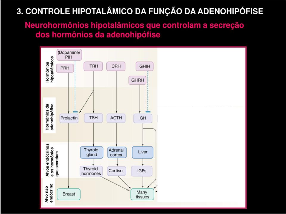 hormônios da adenohipófise Alvo não endócrino Alvos endócrinos