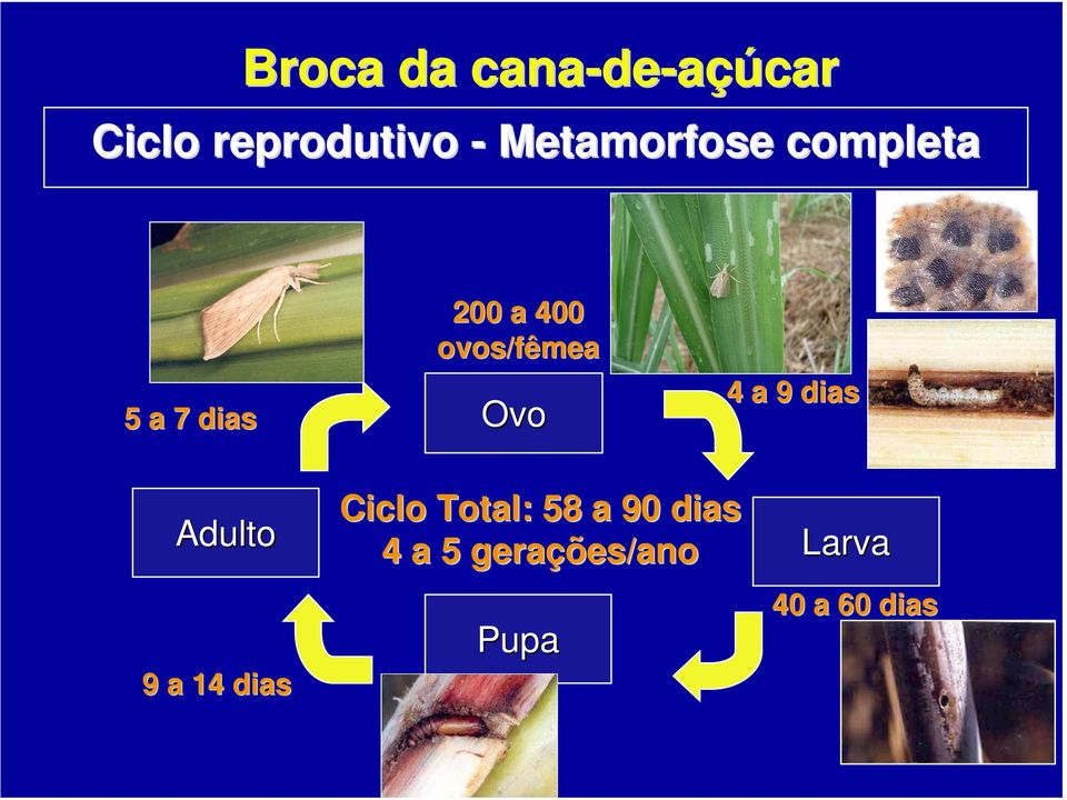 ovos/fêmea Ovo 4 a 9 dias Adulto 9 a 14 dias Ciclo