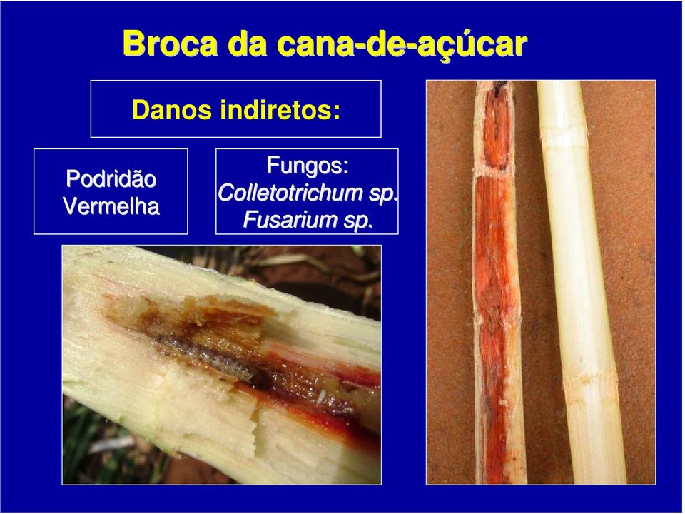 indiretos: Podridão