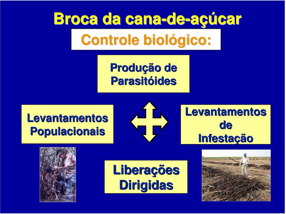 Levantamentos Populacionais