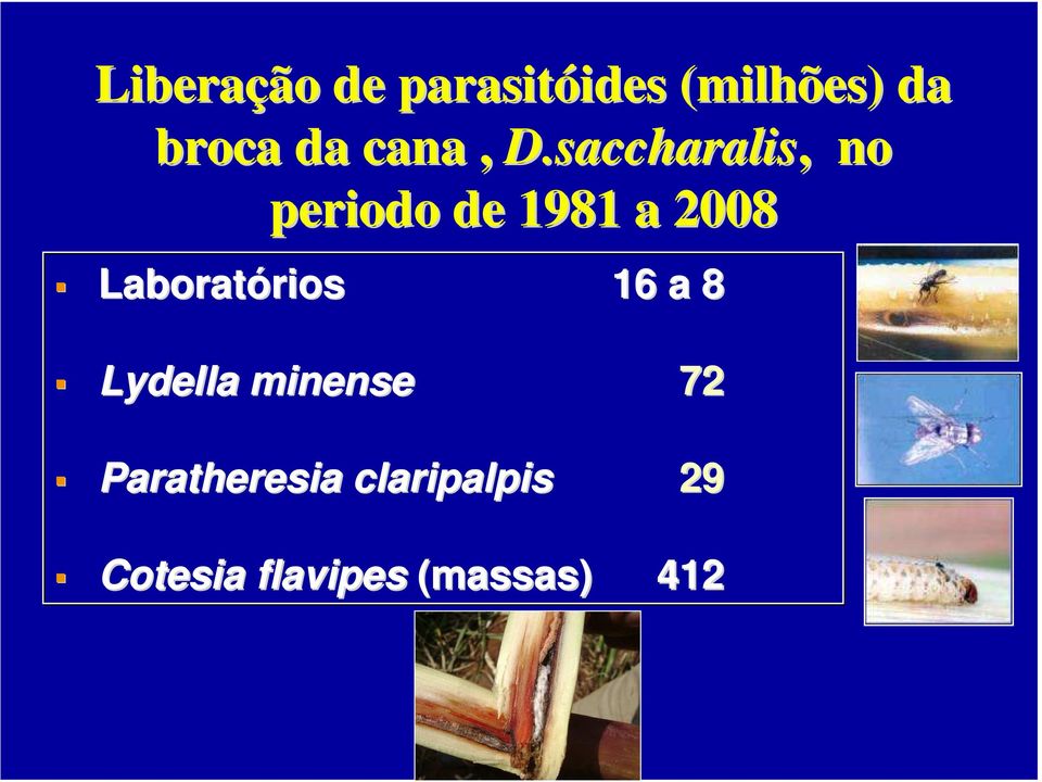 saccharalis,, no periodo de 1981 a 2008