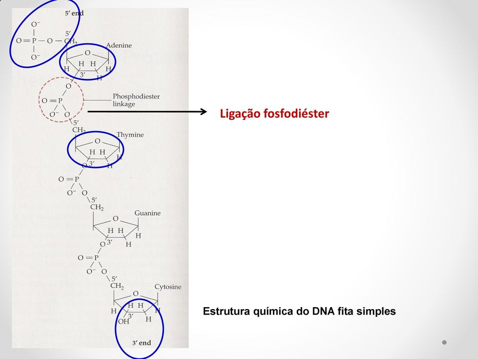 Estrutura