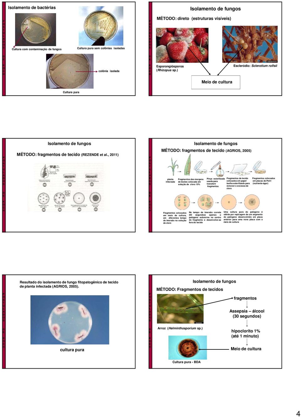 , 2011) MÉ: fragmentos de tecido (GRI, 2005) planta Fragmentos das margens inça esterilizada Fragmentos de tecido Fragmentos colocados infectada de lesões colocada em usada para colocados em papel em