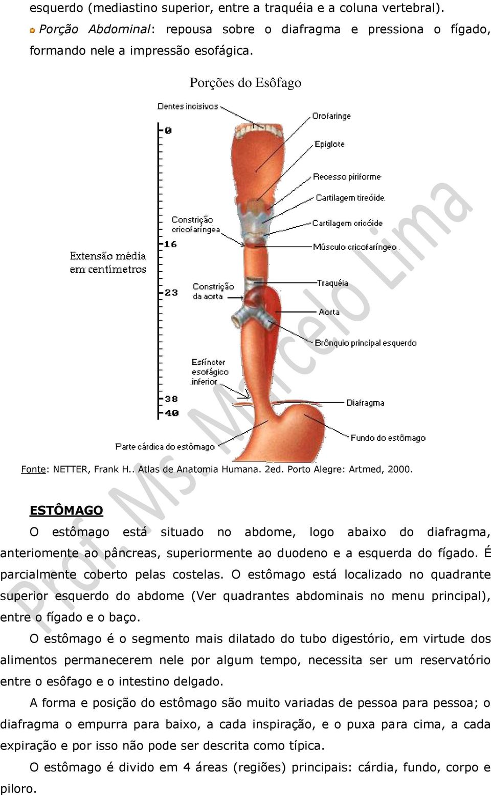 É parcialmente coberto pelas costelas. O estômago está localizado no quadrante superior esquerdo do abdome (Ver quadrantes abdominais no menu principal), entre o fígado e o baço.
