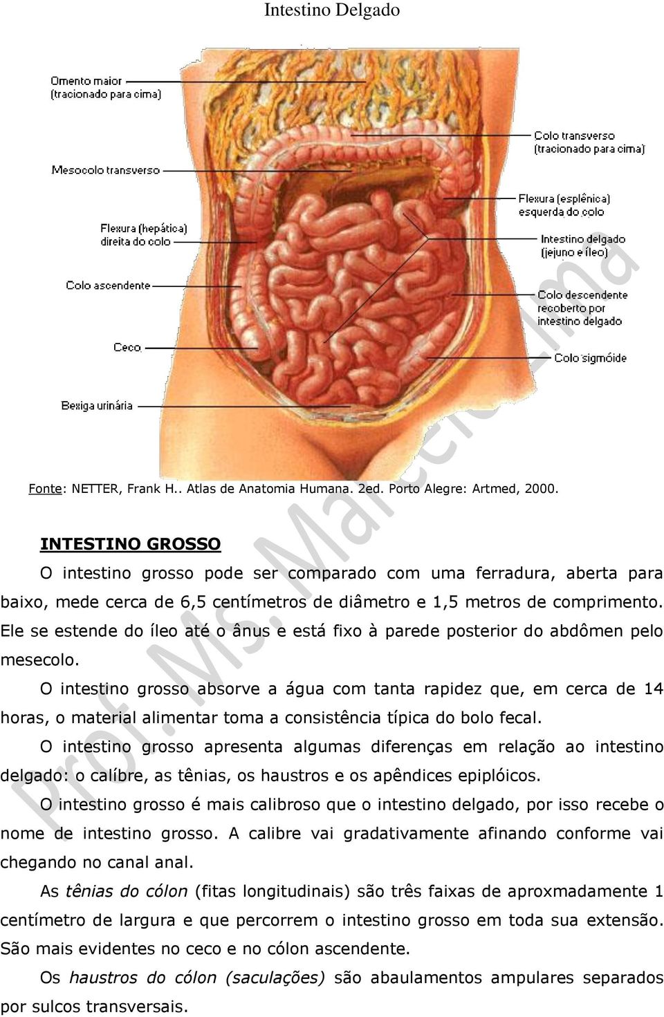 O intestino grosso absorve a água com tanta rapidez que, em cerca de 14 horas, o material alimentar toma a consistência típica do bolo fecal.