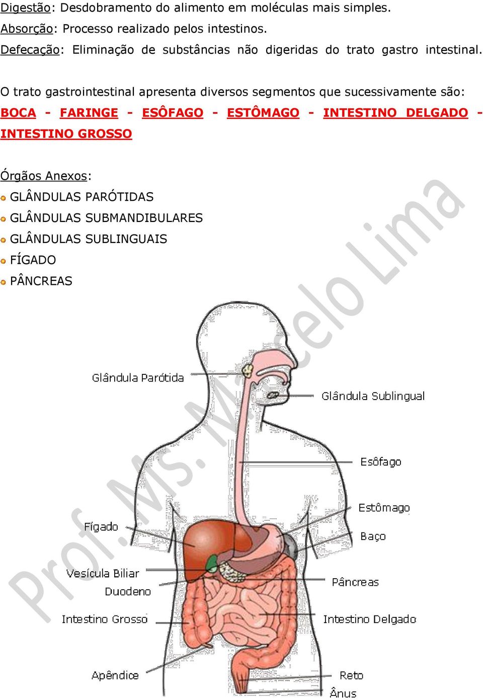 O trato gastrointestinal apresenta diversos segmentos que sucessivamente são: BOCA - FARINGE - ESÔFAGO -