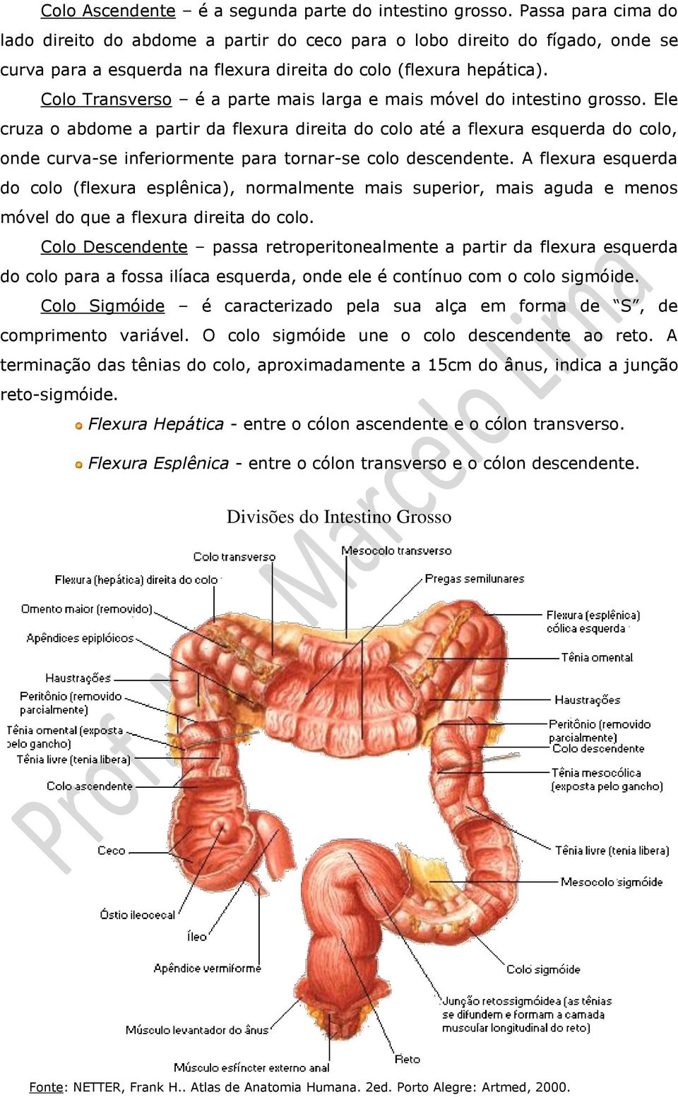 Colo Transverso é a parte mais larga e mais móvel do intestino grosso.
