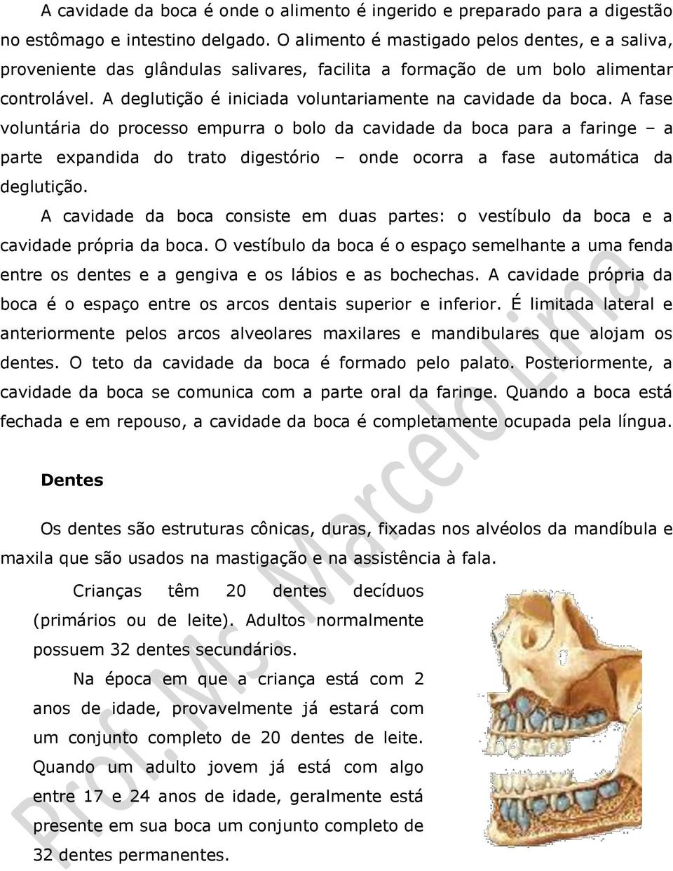 A fase voluntária do processo empurra o bolo da cavidade da boca para a faringe a parte expandida do trato digestório onde ocorra a fase automática da deglutição.