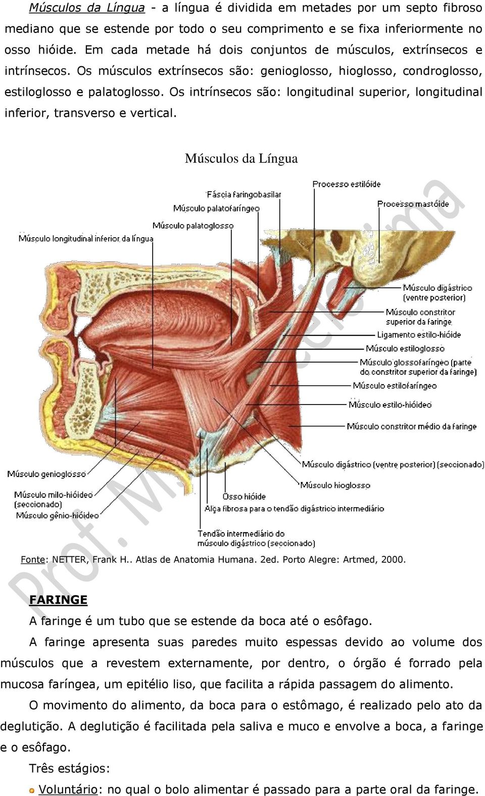 Os intrínsecos são: longitudinal superior, longitudinal inferior, transverso e vertical. Músculos da Língua FARINGE A faringe é um tubo que se estende da boca até o esôfago.