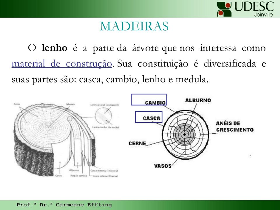 Sua constituição é diversificada e suas