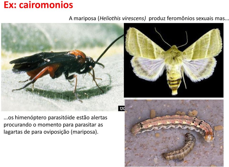 .....os himenóptero parasitóide estão alertas