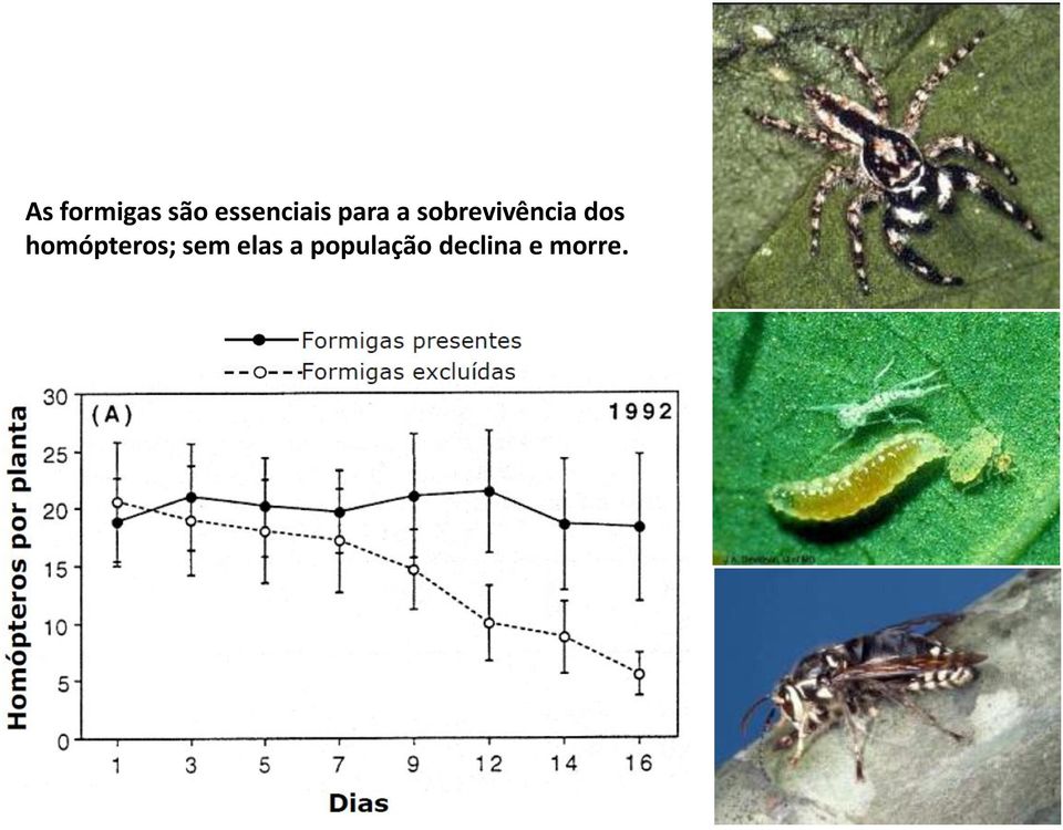 sobrevivência dos