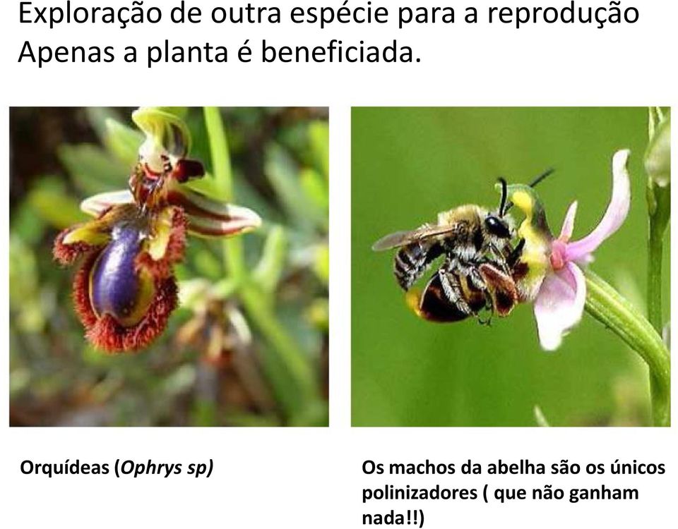Orquídeas (Ophrys sp) Os machos da abelha