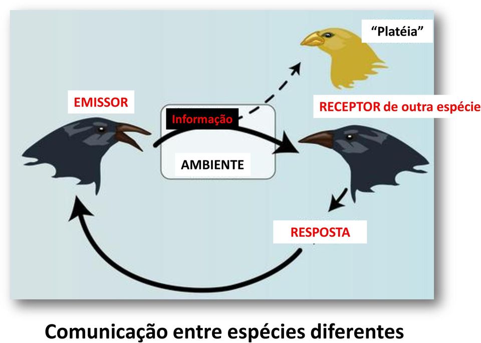 AMBIENTE RESPOSTA