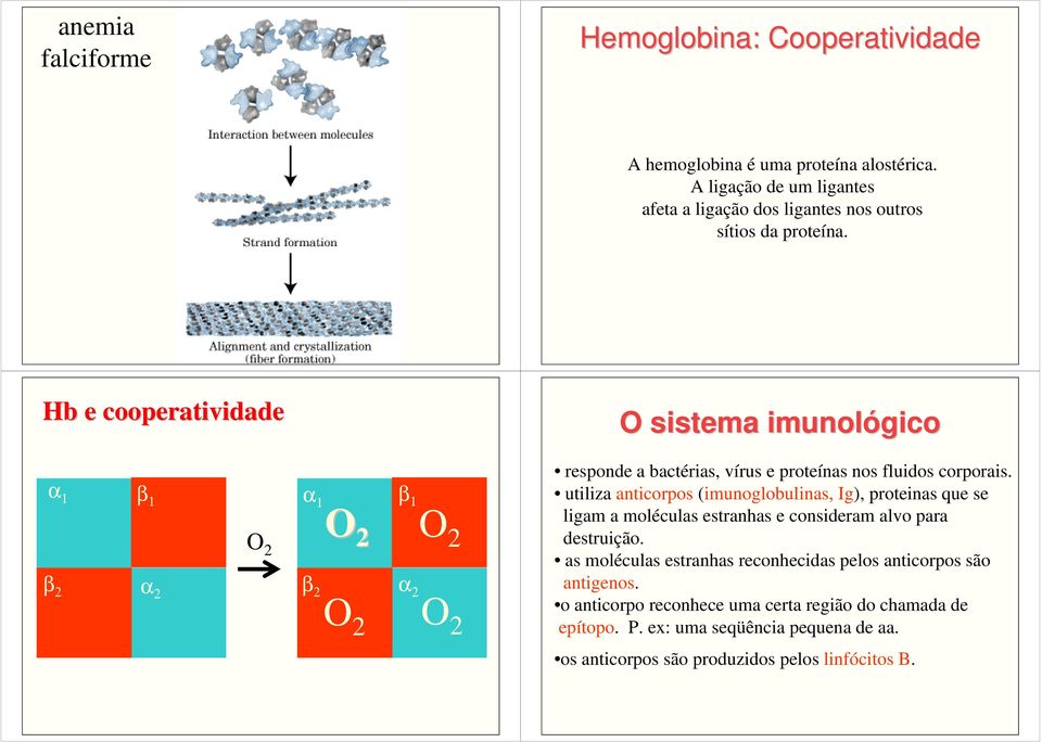 Hb e cooperatividade O sistema imunológico α 1 β 2 β 1 α 2 α 1 O 2 O 2 β 1 α 2 O 2 β 2 O 2 O 2 responde a bactérias, vírus e proteínas nos fluidos corporais.