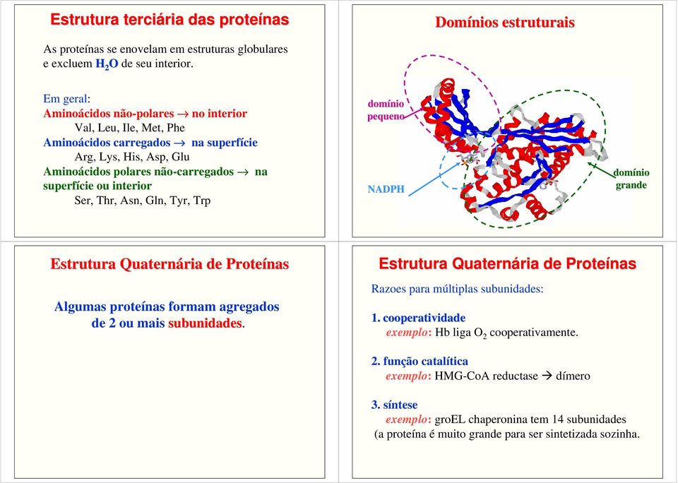 Thr, Asn, Gln, Tyr, Trp domínio pequeno NADPH domínio grande Estrutura Quaternária de Proteínas Algumas proteínas formam agregados de 2 ou mais subunidades.