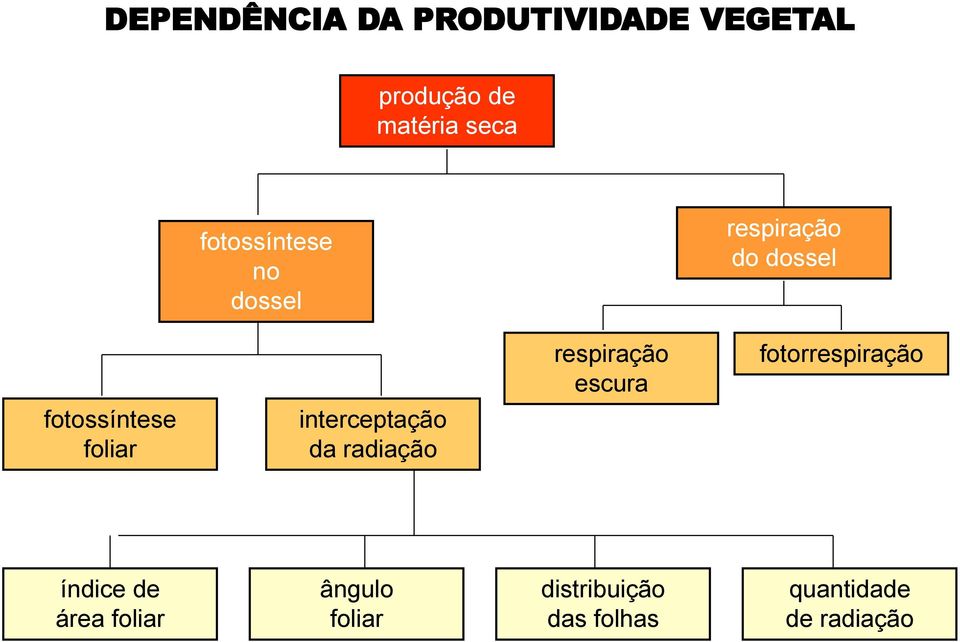 fotorrespiração fotossíntese foliar interceptação da radiação