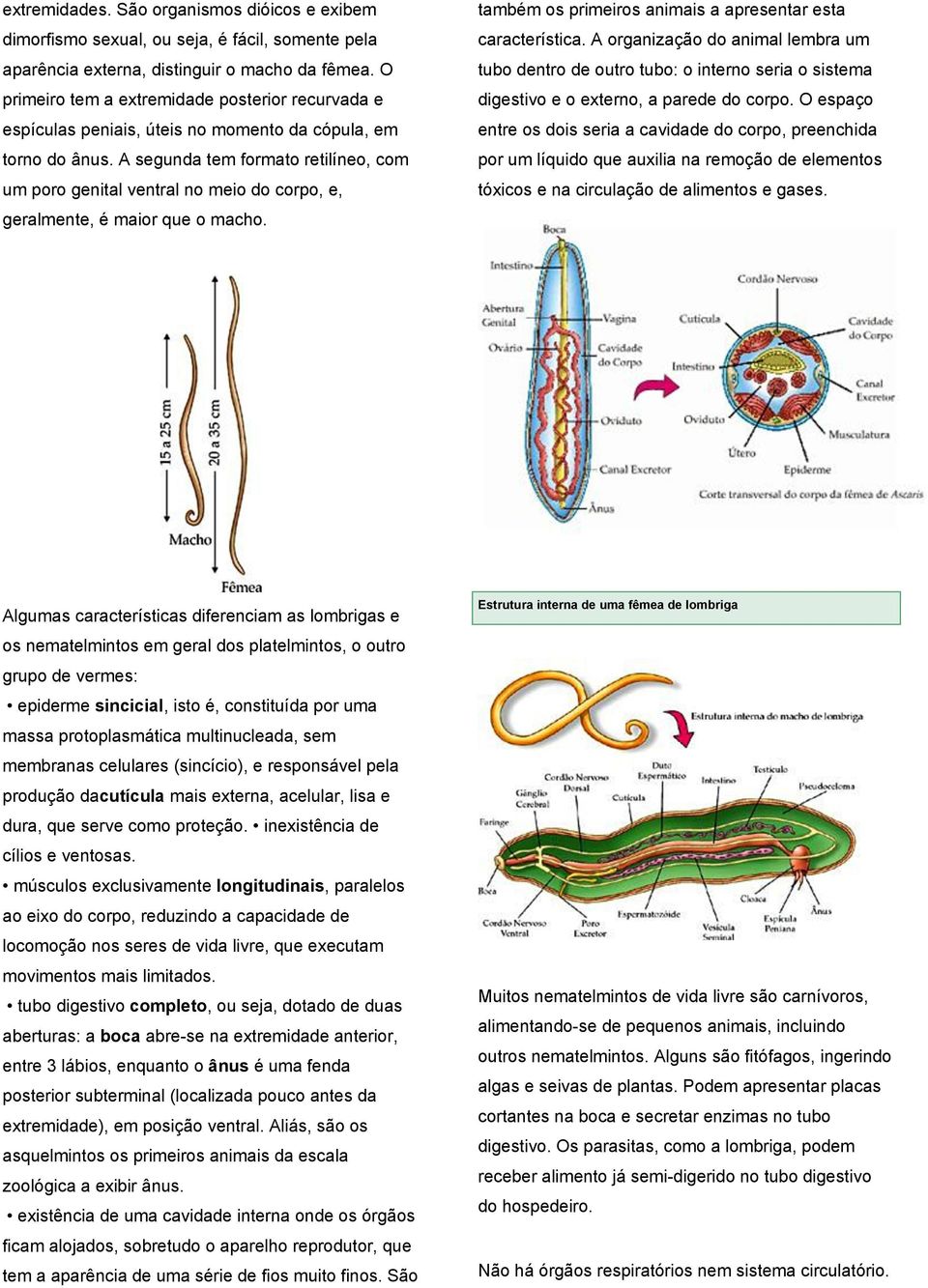 A segunda tem formato retilíneo, com um poro genital ventral no meio do corpo, e, geralmente, é maior que o macho. também os primeiros animais a apresentar esta característica.