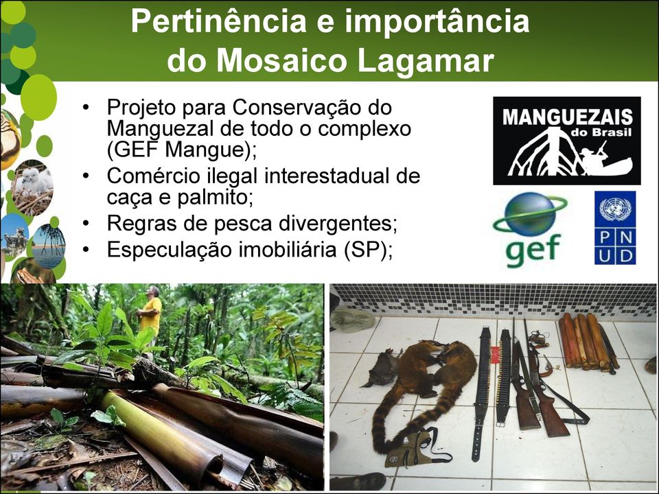 Mangue); Comércio ilegal interestadual de caça e