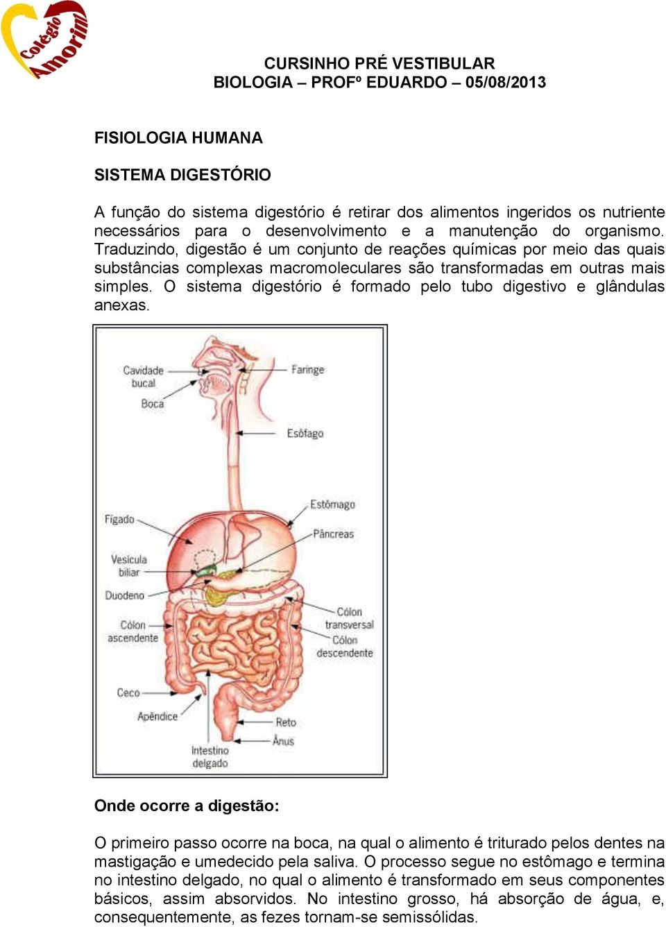 O sistema digestório é formado pelo tubo digestivo e glândulas anexas.