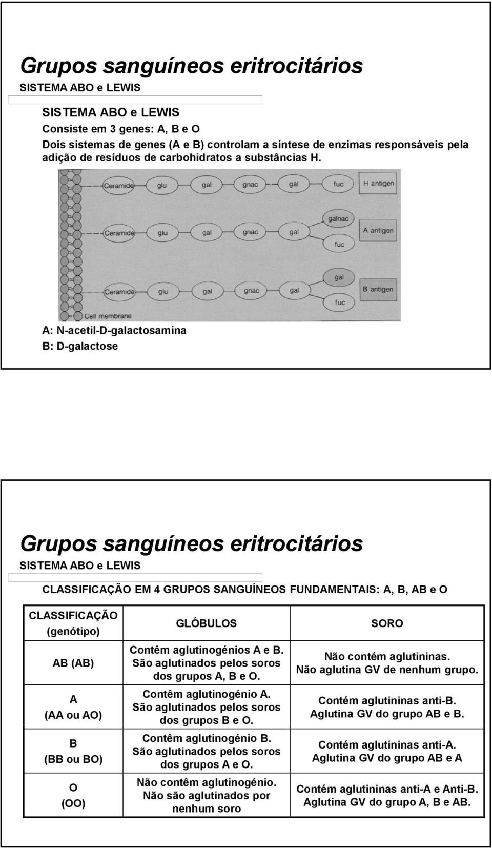 GLÓBULOS Contêm aglutinogénios A e B. São aglutinados pelos soros dos grupos A, B e O. Contêm aglutinogénio A. São aglutinados pelos soros dos grupos B e O. Contêm aglutinogénio B.