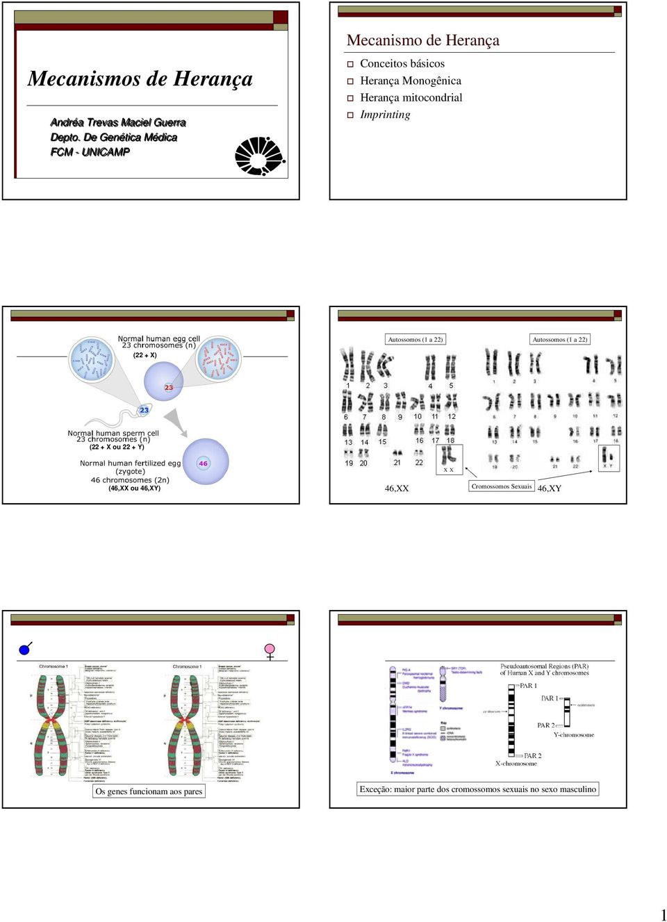 mitocondrial Imprinting Autossomos (1 a 22) Autossomos (1 a 22) (22 + X) (22 + X ou 22 + Y) X X