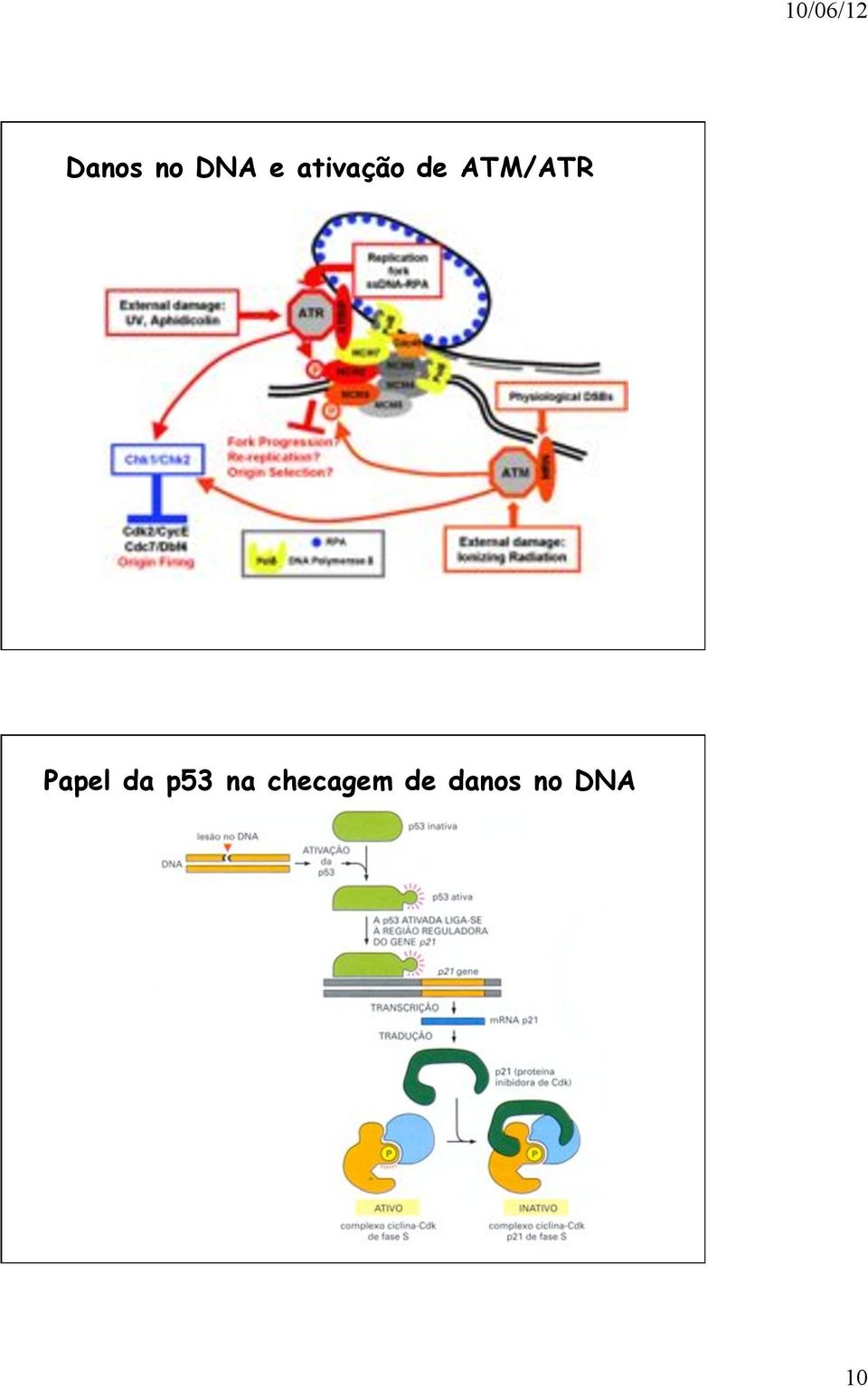 Papel da p53 na