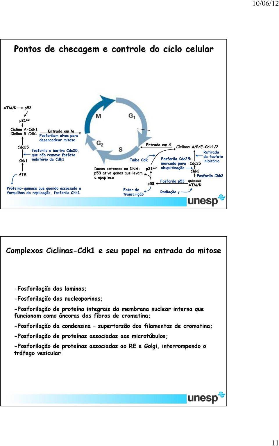 transcrição Entrada em S p21 CIP p53 Ciclinas A/B/E-Cdk1/2 Fosforila Cdc25: marcada para Cdc25 ubiquitinação Fosforila p53 Radiação!
