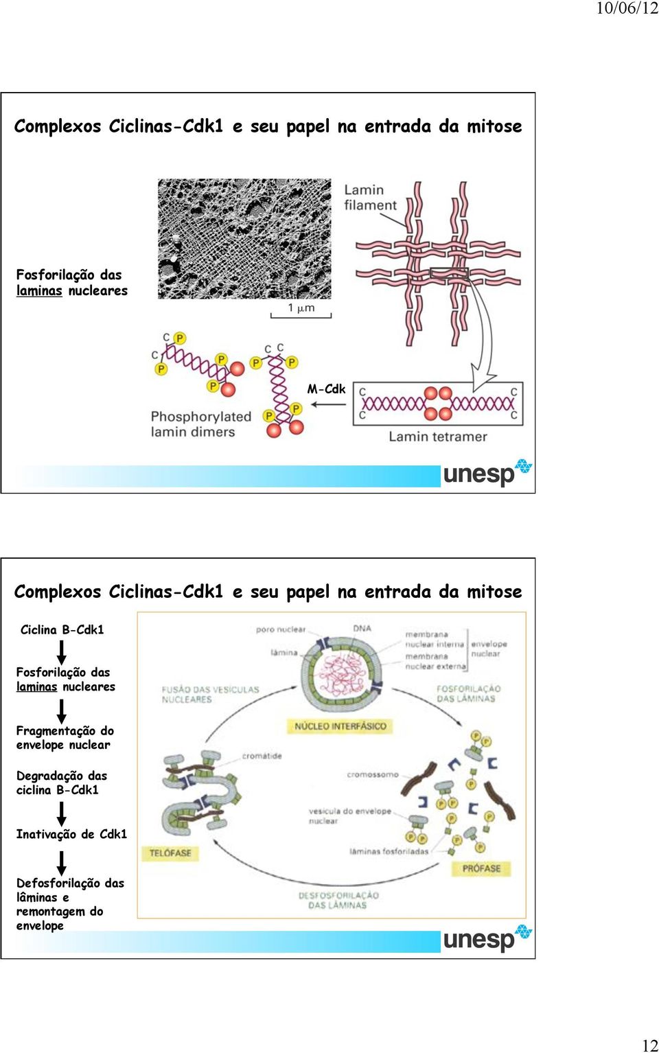 B-Cdk1 Fosforilação das laminas nucleares Fragmentação do envelope nuclear Degradação