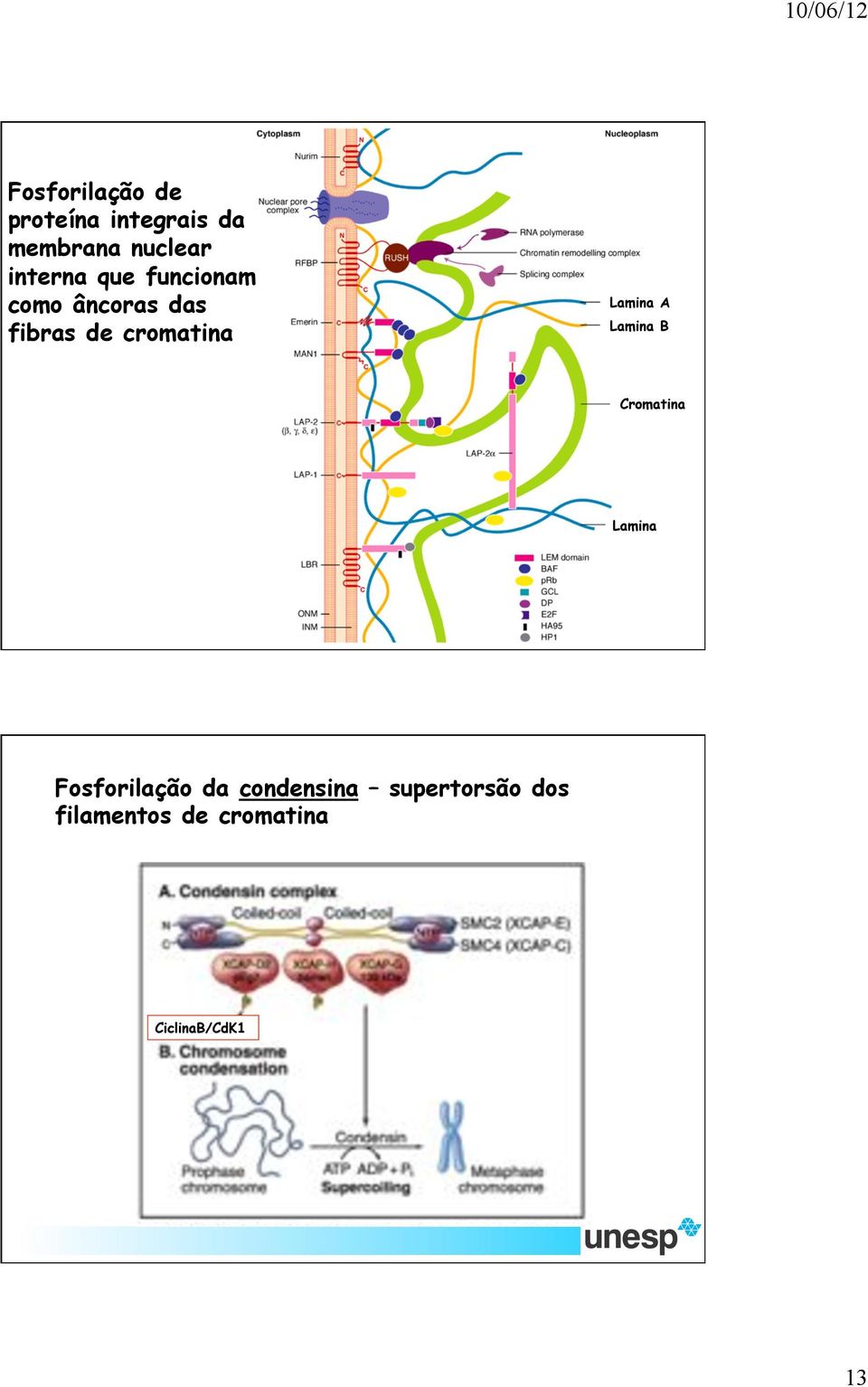 cromatina Lamina A Lamina B Cromatina Lamina Fosforilação