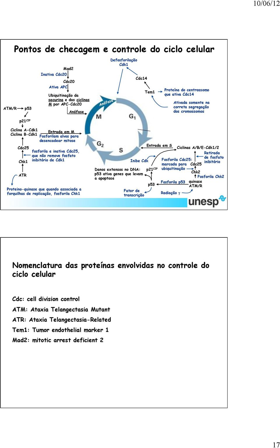 fosforila e inativa Cdc25, que não remove fosfato Chk1 inibitório de Cdk1 ATR Proteino-quinase que quando associada a forquilhas de replicação, fosforila Chk1 Inibe Cdk Danos extensos no DNA: p53