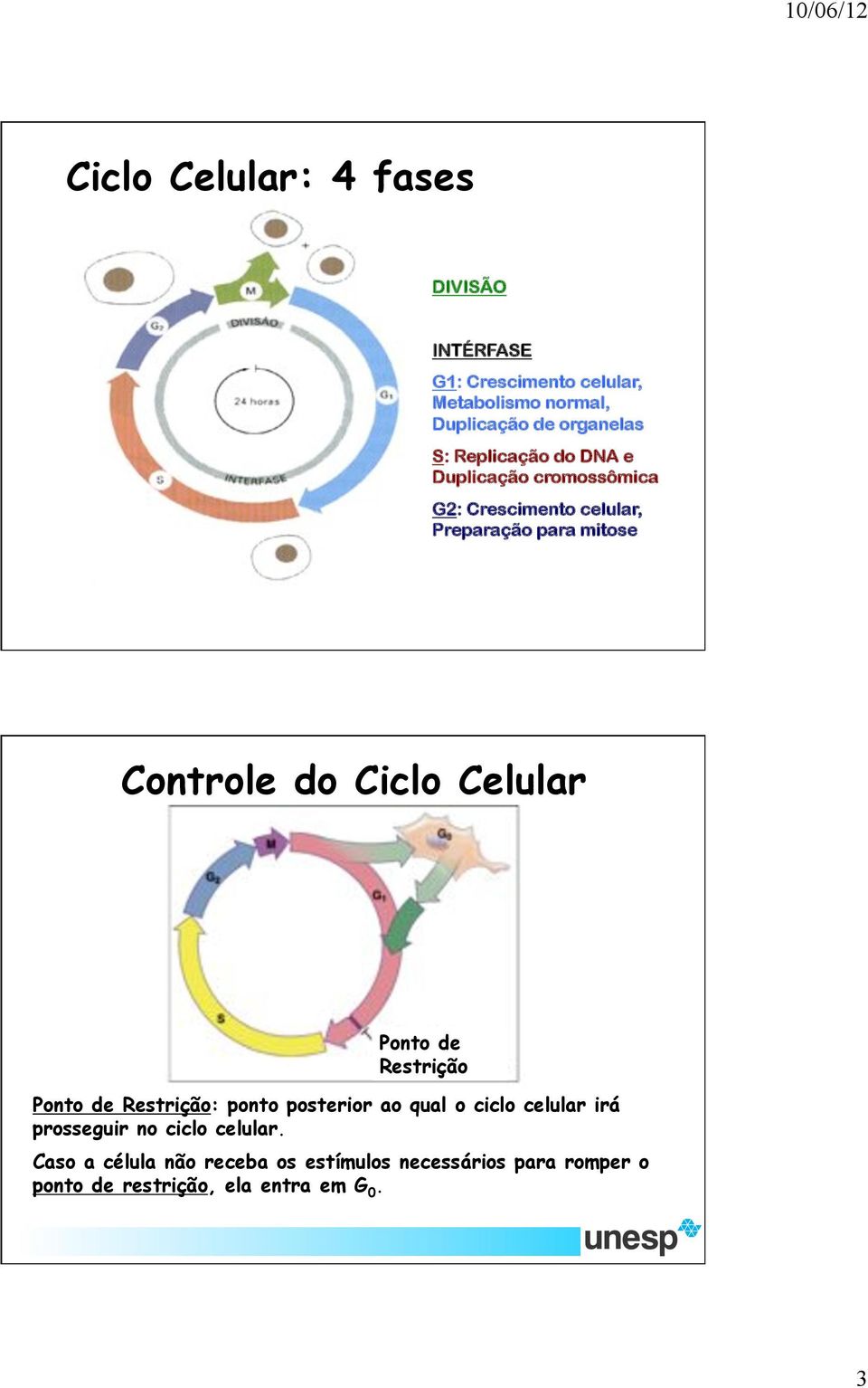 Ponto de Restrição Ponto de Restrição: ponto posterior ao qual o ciclo celular irá prosseguir no ciclo