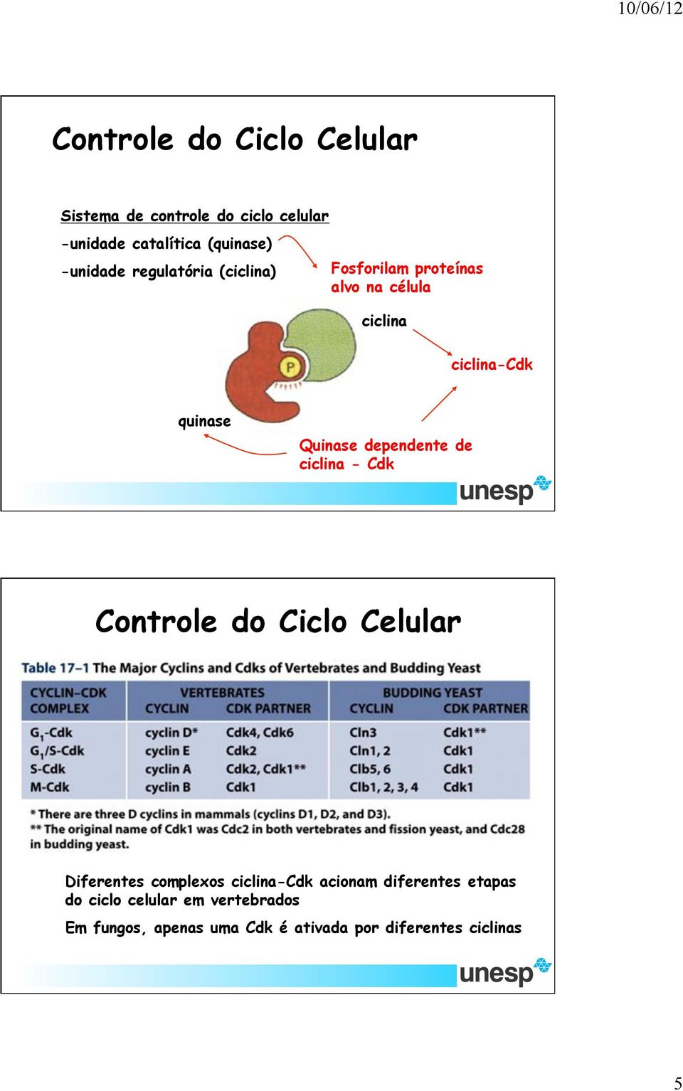 dependente de ciclina - Cdk Diferentes complexos ciclina-cdk acionam diferentes etapas