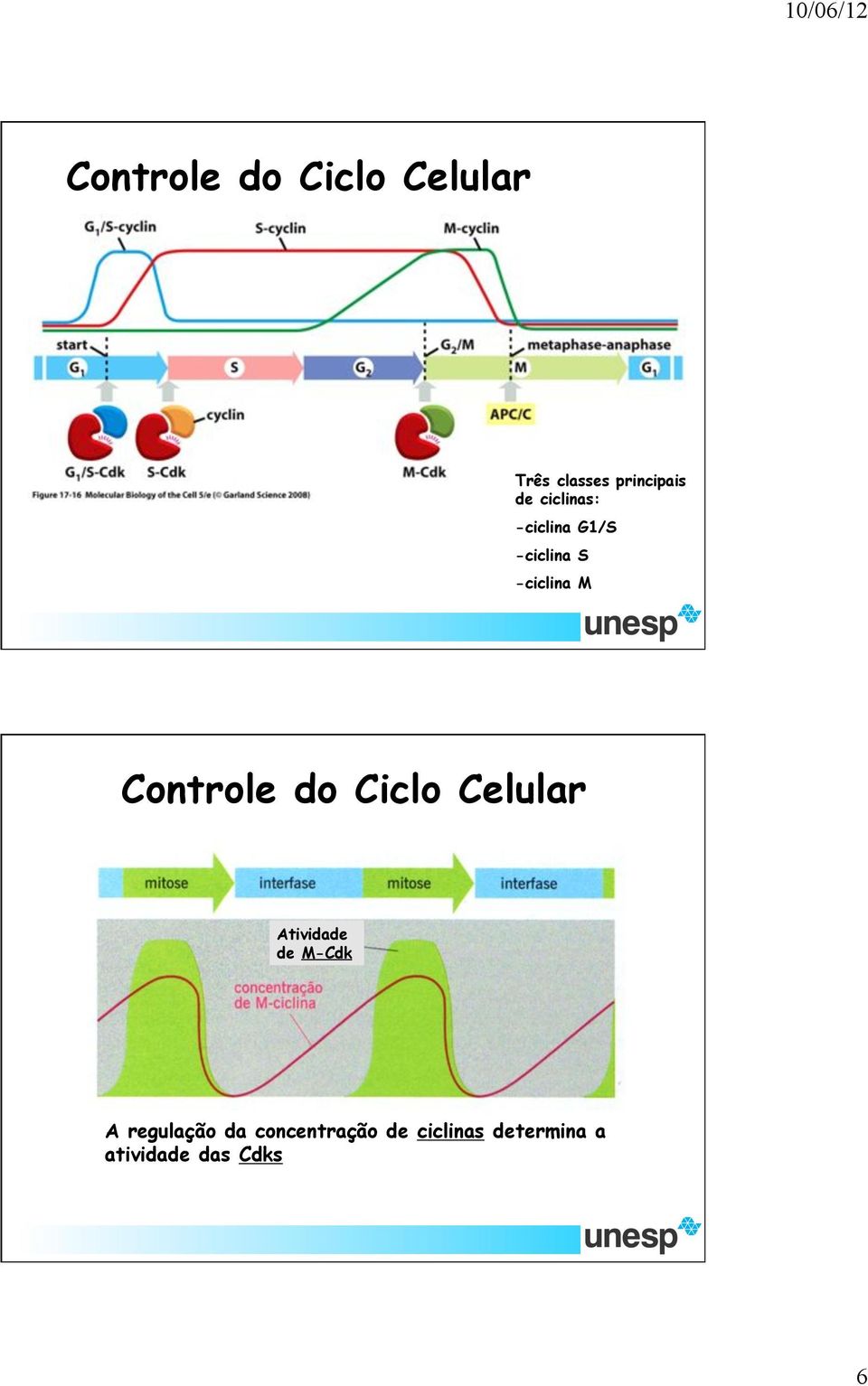 Atividade de M-Cdk A regulação da