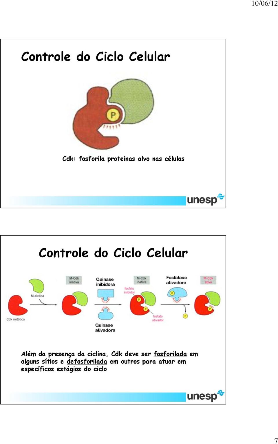 ciclina, Cdk deve ser fosforilada em alguns sítios e