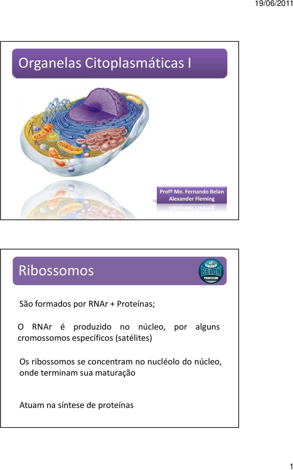 Proteínas; O RNAr é produzido no núcleo, por alguns cromossomos