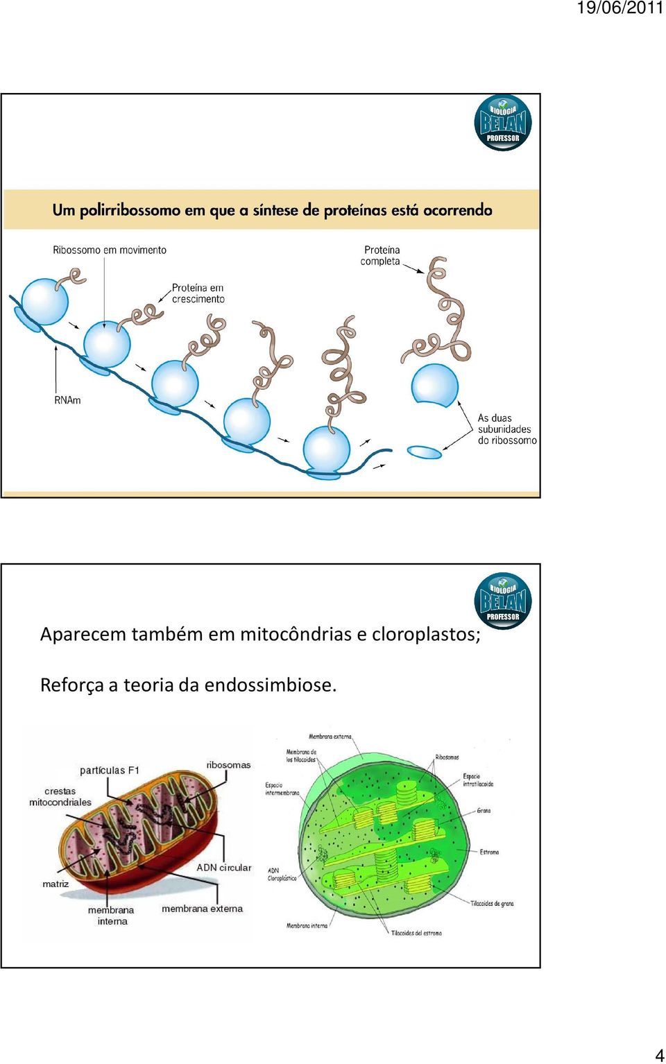 cloroplastos;