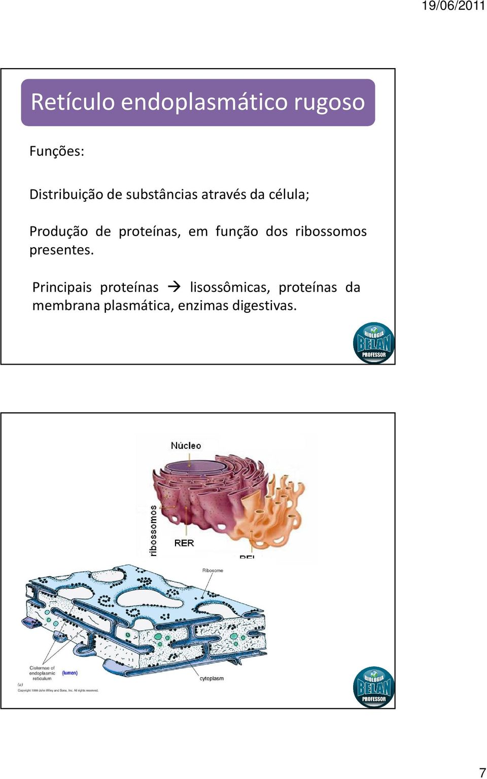 função dos ribossomos presentes.