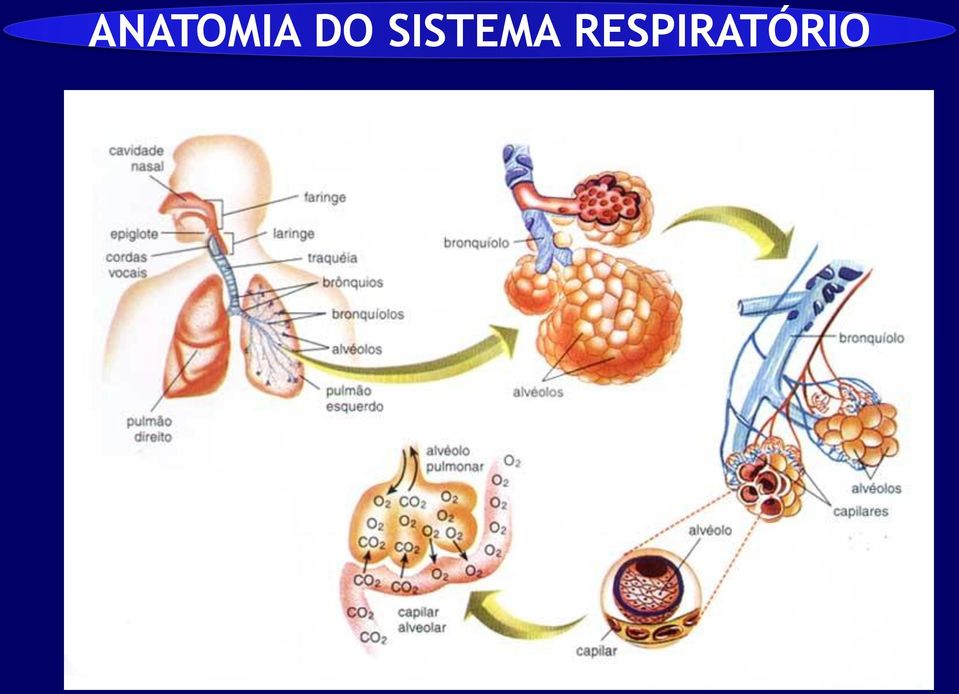 SISTEMA