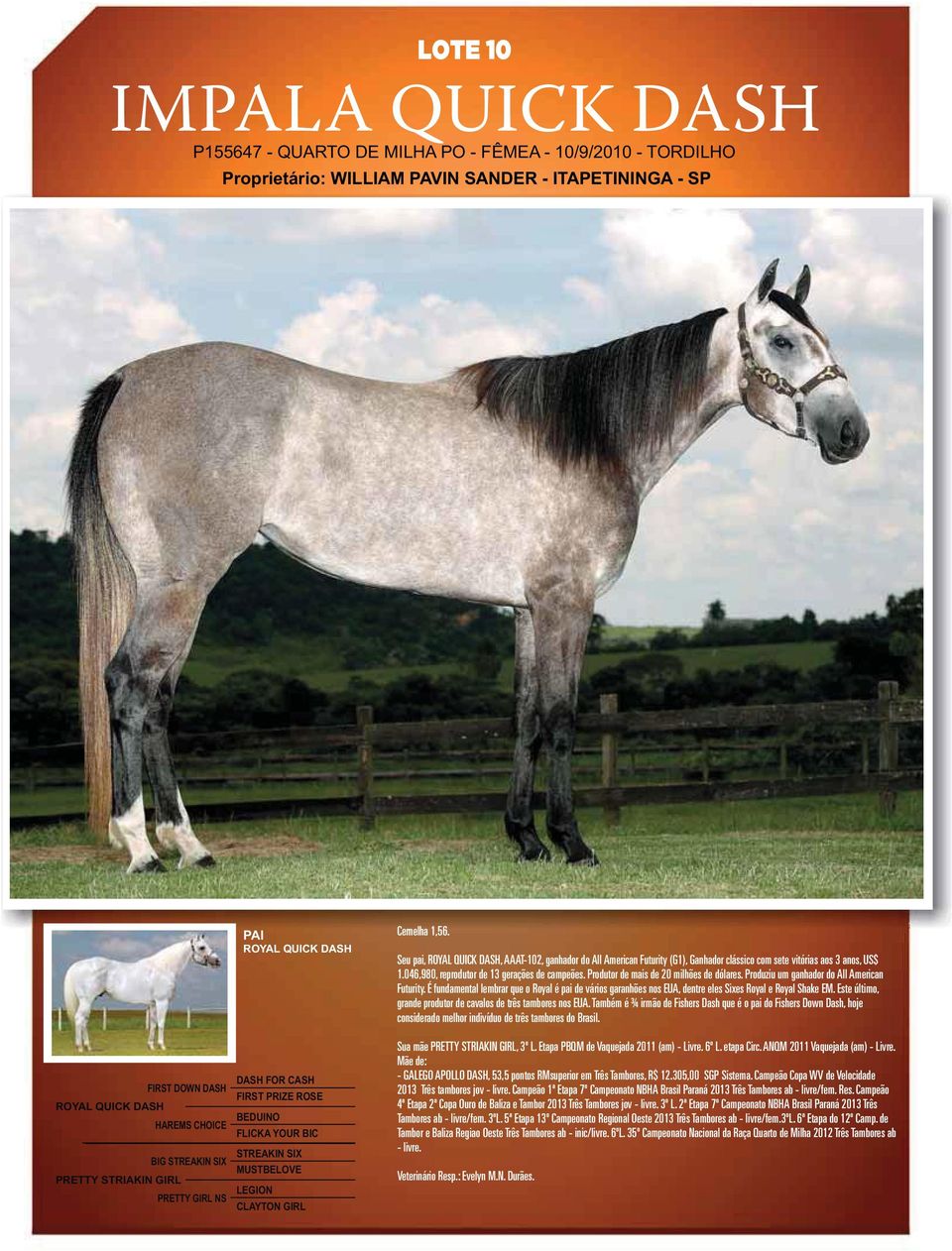 Seu pai, ROYAL QUICK DASH, AAAT-102, ganhador do All American Futurity (G1), Ganhador clássico com sete vitórias aos 3 anos, US$ 1.046,980, reprodutor de 13 gerações de campeões.